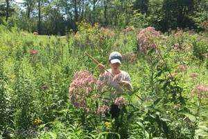 Less Mowing, More Growing: Mowing Your Lawn Affects Insect Biodiversity
