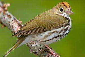 Bird's Eye View: Evaluating Avian Community Composition of the Dodge Paddock and Beal Preserve