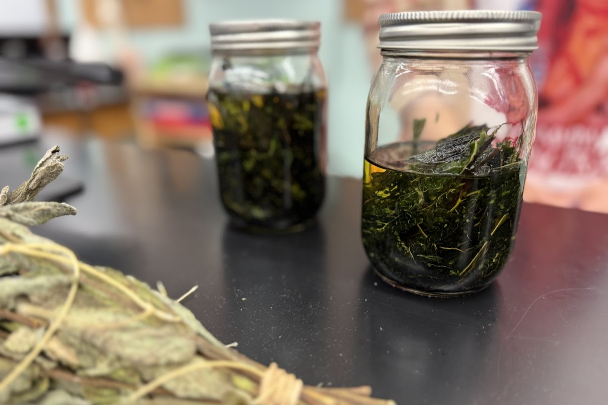 Nature�s Medicine: The Science Behind Northeastern Healing Plants