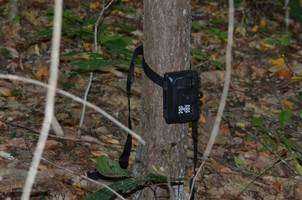 Mammalian Biodiversity and Activity Patterns in Distinct Habitat Types