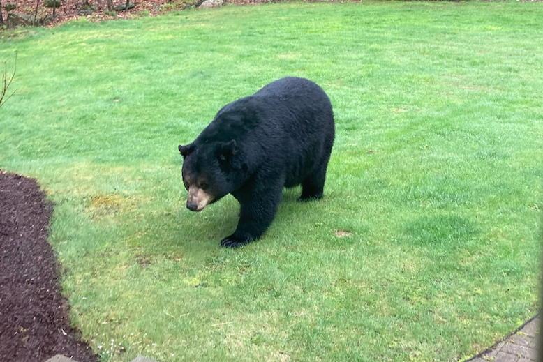 Assessing and Increasing Community Bear Knowledge