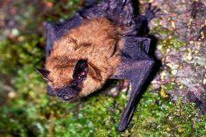 Bring the Bats Back: Restoring the New England Bat Population One Bat House at a Time