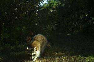 Composition and Richness of Mesocarnivores Along a Modification Gradient