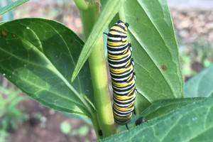 Monarch Waystation at Wind Hill Community Farm