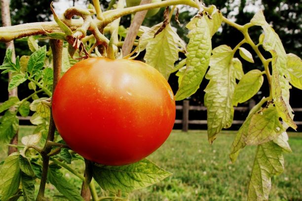 Beneficial Insects in the Garden