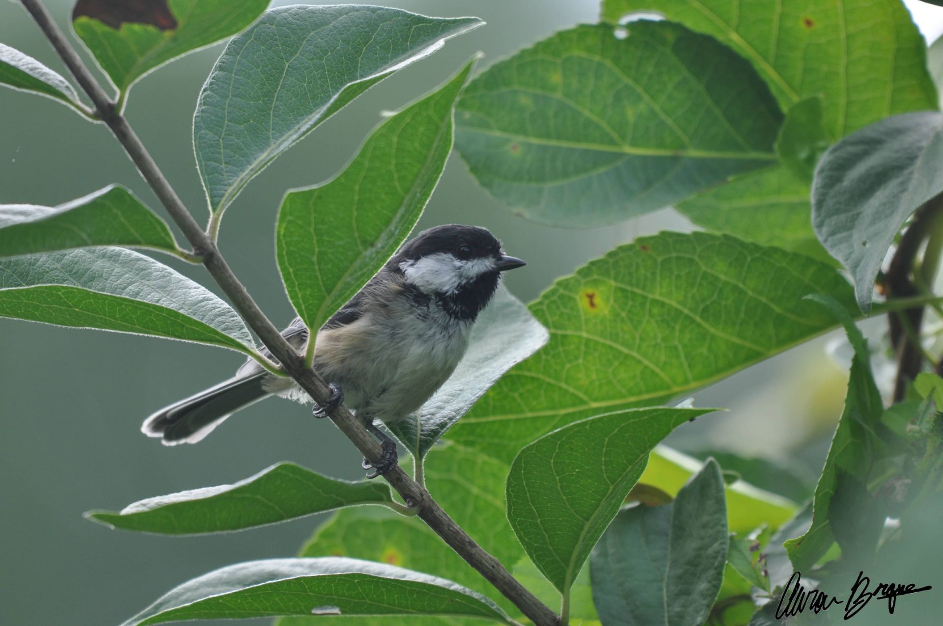 Birds of the Milo Appley Conservation Showcase