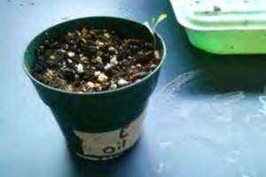 An Investigation of the Effects of Petroleum Products and Salt on the Growth of Lettuce Plants