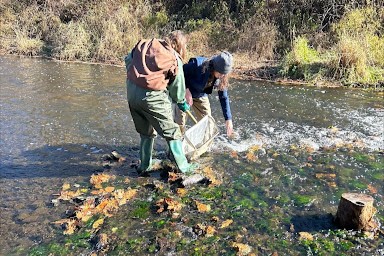 Low Gradients, High Importance: A Study into Important Taxa in Low Grade Streams
