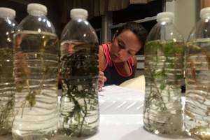 Dispersal of Invasive Aquatic Plants by Public Boat Launches