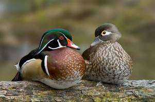 Conserving Two Connecticut Treasures: The Wood Duck and Eastern Blue Bird