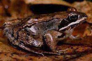 Chapman Mill Pond Vernal Pool Long-Term Monitoring Project