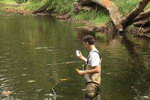 The Influence of the Transylvania Brook on the Pomperaug River
