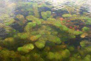 Invasive Species of Crystal Lake
