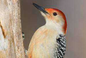 Hockanum River Bird Documentation