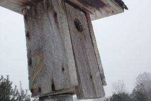 How Does the Distance Away from Trails Affect Bluebird Nesting?
