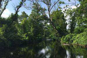 Using Protists As Biological Indicators of Water Quality