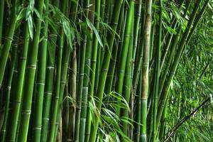 Should Common CT Invasive Plants Be Used as BioFuels