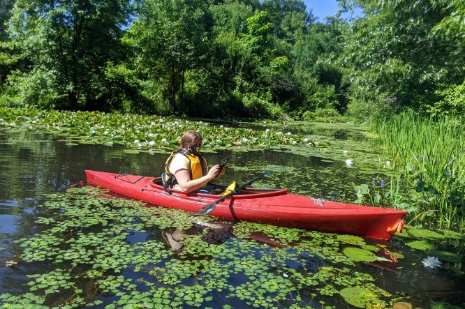 Water Chestnut at Hanover Pond