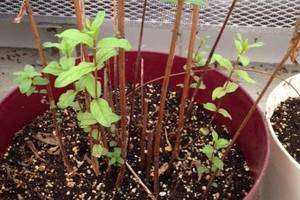 Biological Control of Purple Loosestrife
