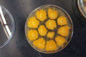 The Effects of Intransitivity on Species Richness and Biomass Production in Basidiomycete Communities