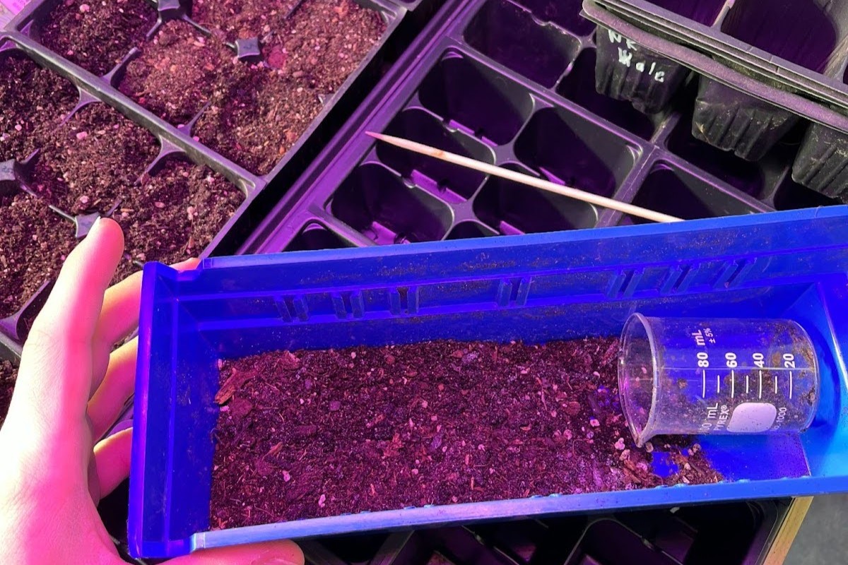 Exploring Use of Arbuscular Mycorrhizal Fungi to Facilitate Growth of Lettuce for Community Gardens