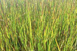 The Effects of Nitrogen Species on the Biomass of Spartina alterniflora in a Restored Salt Marsh