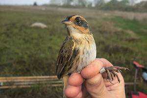 Impact of Nest Flooding on Salt Marsh Sparrow Nesting and Brooding