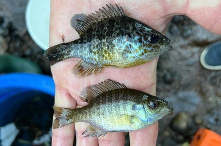 Flowing Forward: Evaluating Farmington�s Fish Populations for Informed Land and Water Use