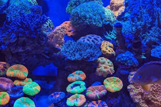 Cultivating Coral Conservation