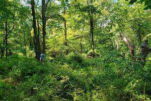 Bat Activity in Natural Canopy Gaps