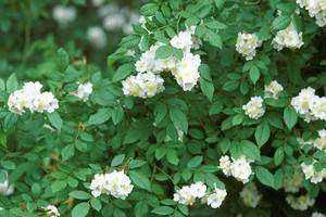 Distribution of Invasive Plants in Urban Riparian Areas: Baseline Inventory and Assessment of Roadside Effects