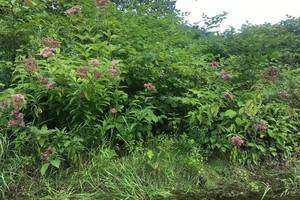 Kent Housatonic Knotweed Survey & Map