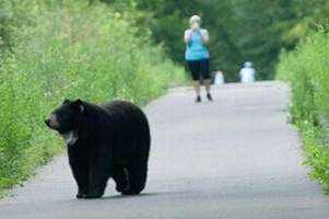 Avon Bear Aware 