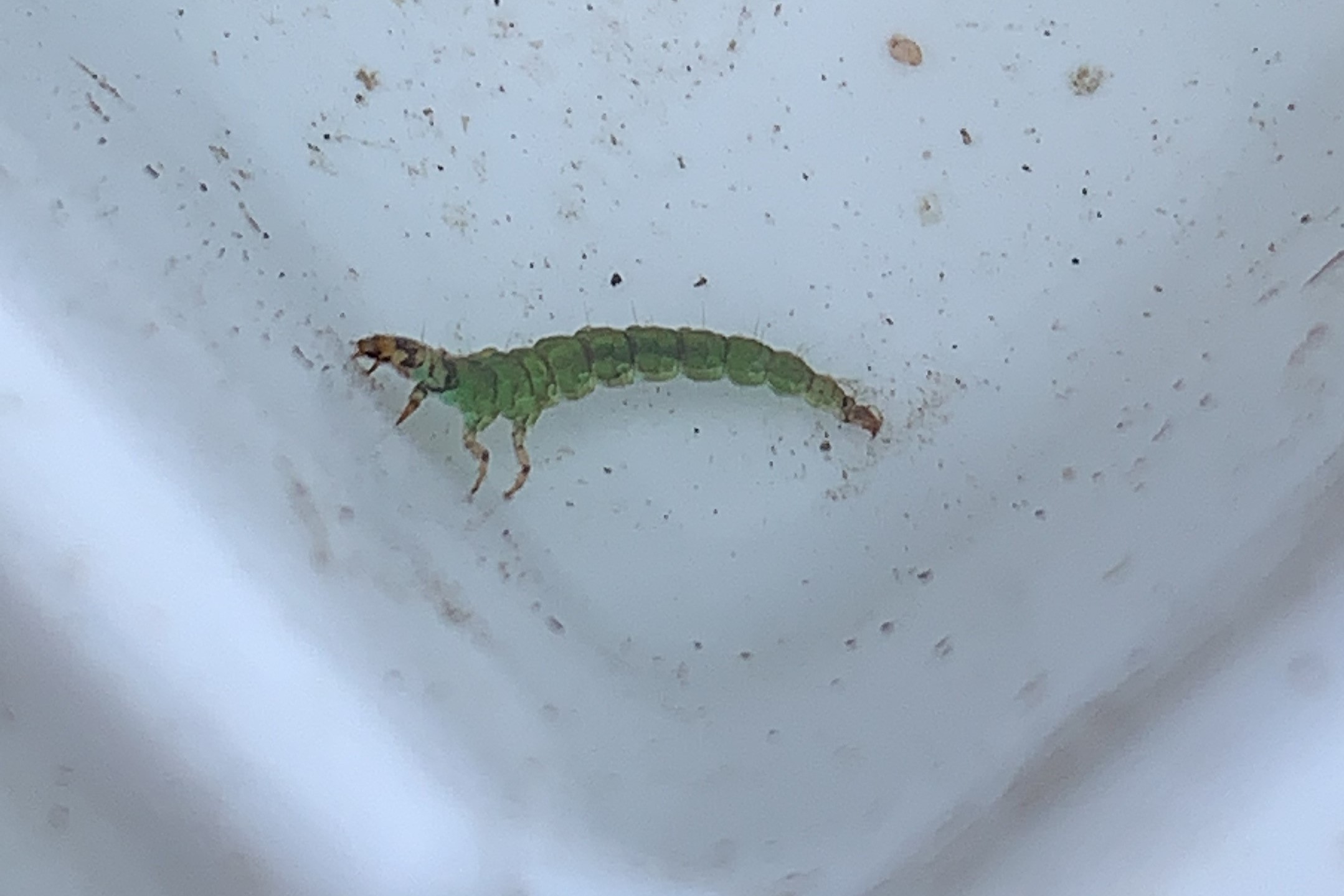 The Impact of Canopy Cover on Macroinvertebrate Biodiversity