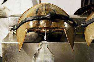 Horseshoe Crabs of the Long Island Sound