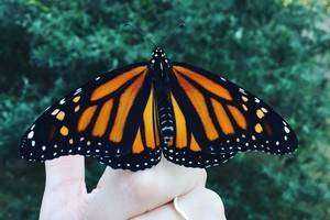 Distribution of Monarch Butterfly Populations Across Different Land Use Types