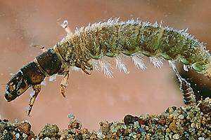 Macroinvertebrates as Bioindicators to Guide Restoration in the Salmon Kill Watershed