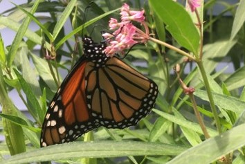 CT Pollinator Species Survey and Identification Guide