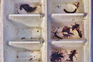 Variation in Macroinvertebrate Bioindicators of Water Quality Over a Five Year Span