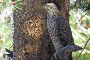 Northern Goshawk Acoustic Survey in Steep Rock Preserve 