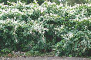 Effectiveness of Glyphosate and Triclopyr on Polygonum Cuspidatum Control