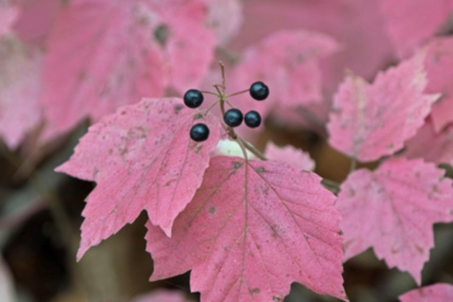 Flora & Fungi of Roaring Brook