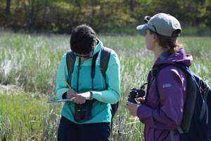 Monitoring Salt Marsh Birds In Guilford CT