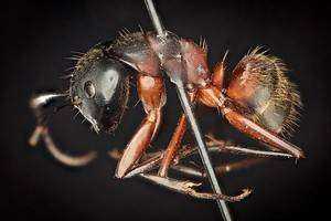 Ant Biodiversity in Urban Ecosystems