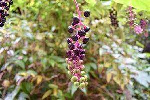 Phenology: Our History and Future