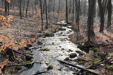 Using Macroinvertebrates to Determine Water Quality