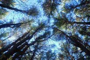 Invasive Species Control and Wood Product Recovery: A Woodland Management Planning Challenge