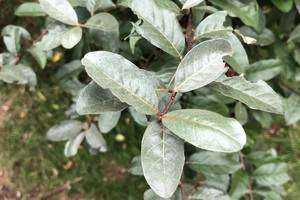 Mapping Prominent Invasive Species at Longo Wild Hill Farm