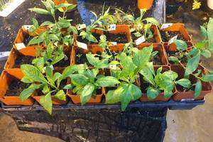 Success of Wildflowers: Pollination, Germination, and Stratification