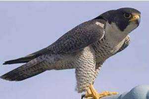 Getting to Know Our Avian Neighbors